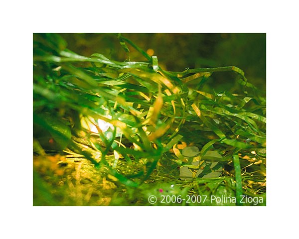 http://polina-zioga.com/files/gimgs/th-69_69_landscapeingreen-02.jpg