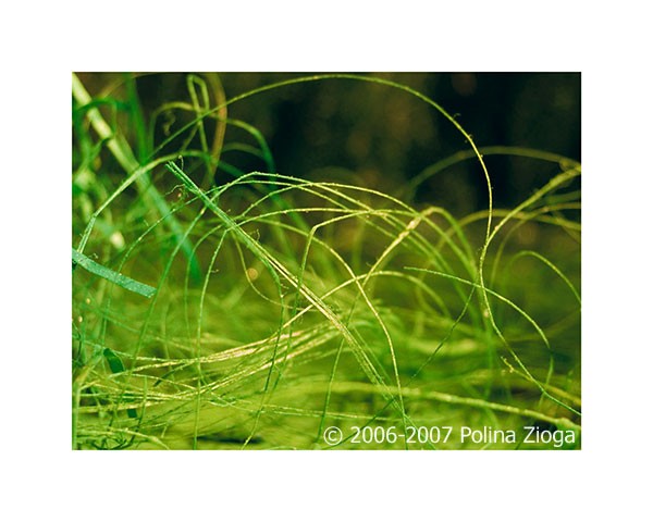 http://polina-zioga.com/files/gimgs/th-69_69_landscapeingreen-03.jpg