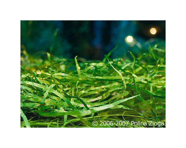http://polina-zioga.com/files/gimgs/th-69_69_landscapeingreen-05.jpg