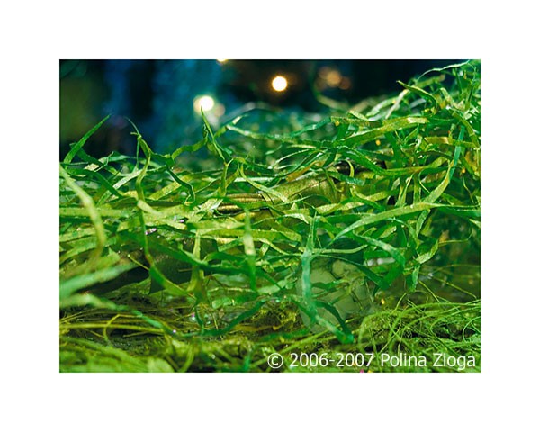 http://polina-zioga.com/files/gimgs/th-69_69_landscapeingreen-06.jpg