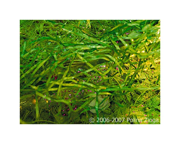 http://polina-zioga.com/files/gimgs/th-69_69_landscapeingreen-07.jpg