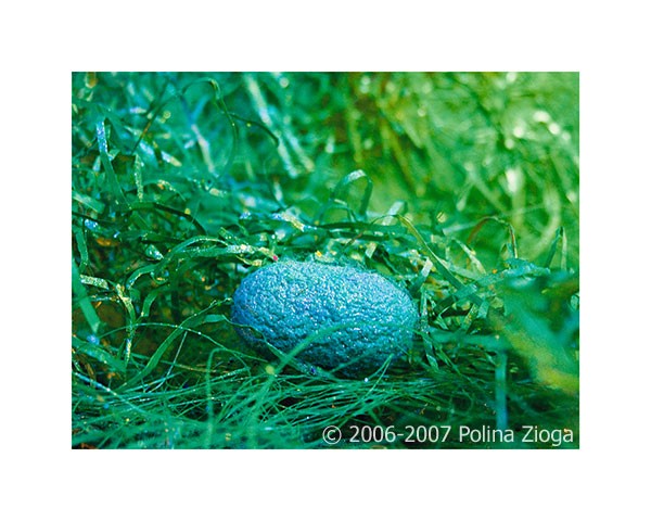 http://polina-zioga.com/files/gimgs/th-69_69_landscapeingreen-10.jpg