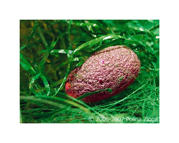 http://polina-zioga.com/files/gimgs/th-69_69_landscapeingreen-12.jpg