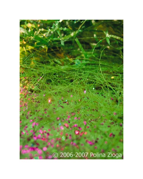 http://polina-zioga.com/files/gimgs/th-69_69_landscapeingreen-13.jpg